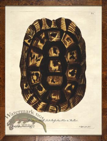 Turtle Shell Burl 03